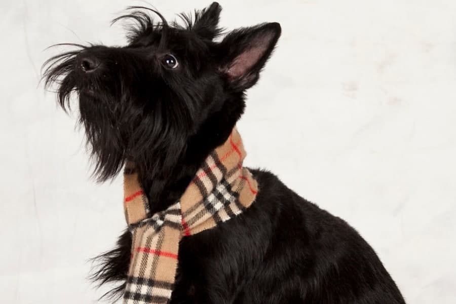 Scottie Dog Gifts
 27 Adorable Gifts for Scottie Dog Lovers